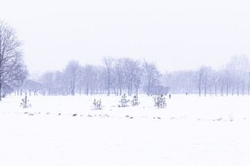 Beautiful and bright landscape or park with people in snowy winter weather during blizzard or winterstorm