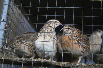 salvador, bahia, brazil - april 30, 2021: quail bird in a cage for sale at the Sao Joaquim fair in...