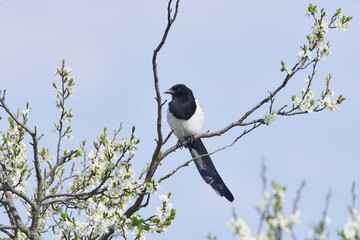 Elster bei der Futtersuche