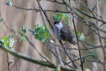 Männchen der Mönchsgrasmücke (Sylvia atricapilla)	
