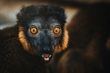 Close up of a Red Collared Lemur (Eulemur collaris)