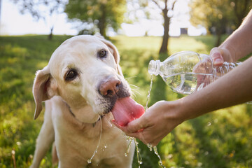 Dog drinking water from plastic bottle. Pet owner takes care of his labrador retriever during hot sunny day... - obrazy, fototapety, plakaty