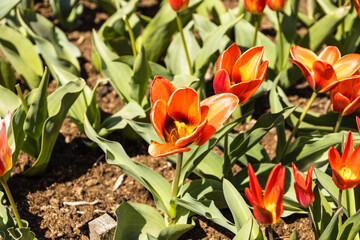 Obraz na płótnie Canvas Red Tulipa flowers grow and bloom in the botanical garden