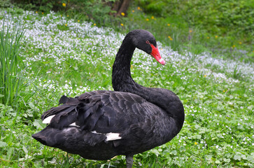 Black swan Cygnus Atratus close up on spring park background . Black swan portrait outdoors. 