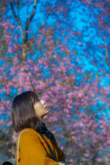 A Thai woman in the park of pink cherry blossoms trees.