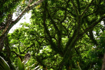 Exotic tropical trees, Pearl Farm Beach Resort, Davao del Norte, Philippines