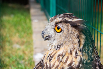 A gray owl in a cage looks away. A wild owl with sad yellow eyes.