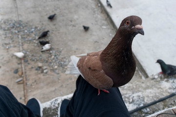 pigeon in the city