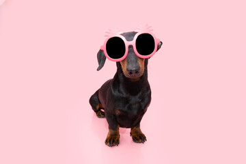 Portrait puppy dog summer wearing pineapple pink sunglasses. Isolated on pink or coral background