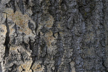 Bark of tree texture background