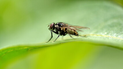 Fly on a leaf in a field in Cotacachi, Ecuador