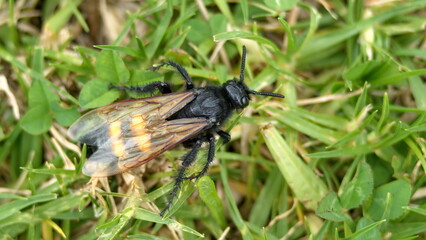 Wasp in the grass in a field in Cotacachi, Ecuador