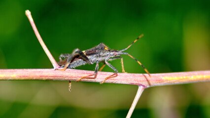 Leaf-footed bug on a stick in a field in Cotacachi, Ecuador