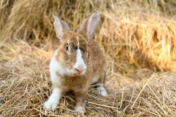 Cute rabbit bunny domestic pet on straw. Rabbit farm.