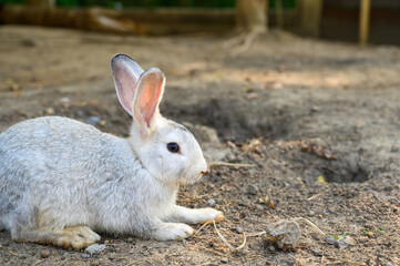 Cute brown rabbit bunny domestic pet on straw. Rabbit farm.