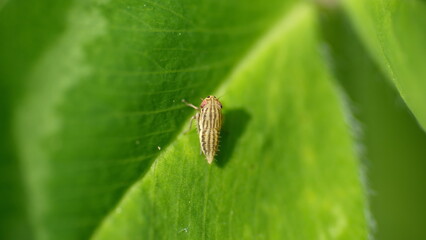 Brown leafhopper on a leaf in a field in Cotacachi, Ecuador