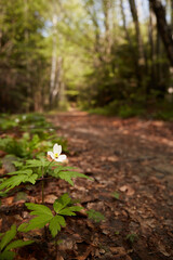 White flower near forest trail. Spring in Carpathian Mountains. Ukraine