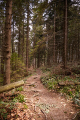Forest trail. Spring in Carpathian Mountains. Ukraine