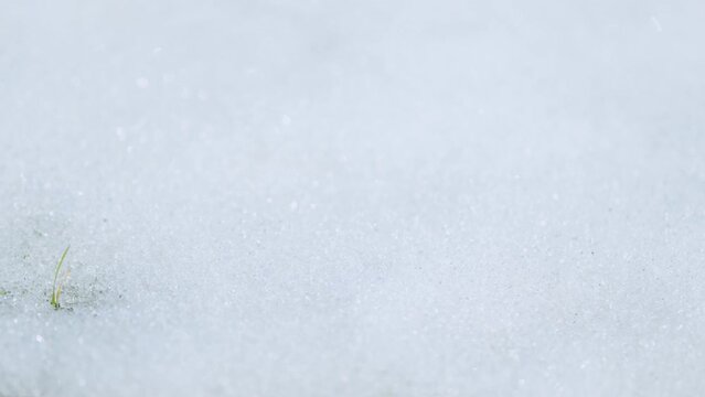 Spring cereal plants under snow. Lawn is covered with frost. Growing grain crops for bread. Macro view.