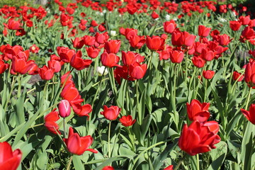 scarlet tulips