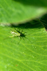 Tiny green insect o a leaf in a field in Cotacachi, Ecuador