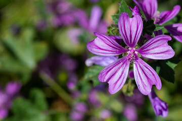 Macro photo of a flower with purple petals. Spring flowers.