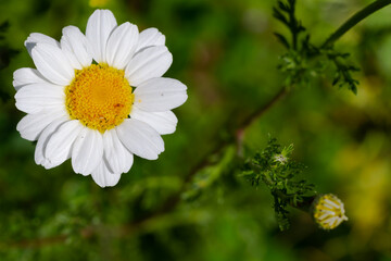 Fototapeta premium Macro photo of a flower with white petals. Spring flowers.
