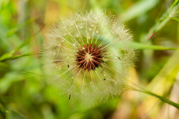 Macro photo of dandelion. Delicate flowers. Spring Flower