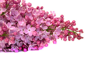 Lilac branch isolated on white background. Studio Photo
