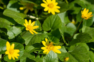 Beautiful flowers of Ficaria verna in a clearing among green leaves. Spring chistyak or buttercup closeup