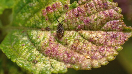 Dead bug on a leaf in a field in Cotacachi, Ecuador