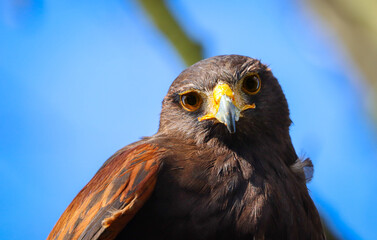 Hawk wondering if human is pray!
