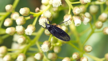 Black bug on a cluster of wildflowers in a field in Cotacachi, Ecuador