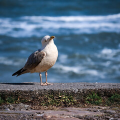 See gull wondering if those humans could bee friends.