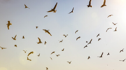 Many seagulls are flying in the sky. Birds black silhouette.