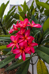 a bouquet of hot pink blooming frangipani flowers in the garden