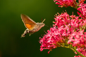 butterfly on flower