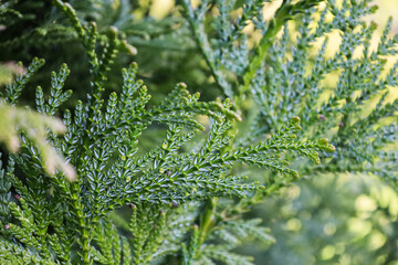 Evergreen leaves on branch of Thujopsis in the family Cupressaceae. Bright Thujopsis dolabrata in the spring. It is also called hiba, false arborvitae, or hiba arborvitae. Soft focus.