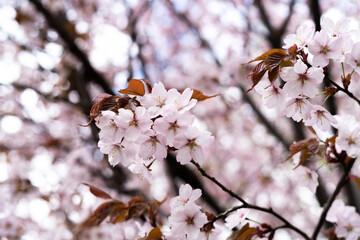 Blooming branches of the sakura tree closeup. Wild cherry blossoms with pink petals in the garden or park	