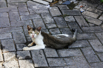 An adult street cat in white and gray lying on a road made of paving blocks