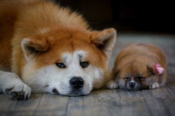 Obraz na płótnie Canvas Dog and puppy on floor together