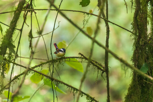 Red-tailed minla (Minla ignotincta) at Lepchagagat, Darjeeling, India.
