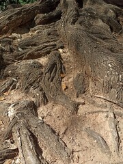 Wood texture photo  Summer light