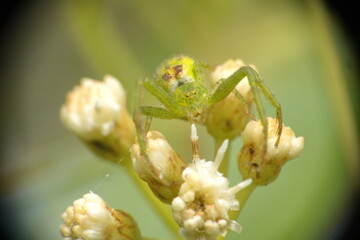 Green crab spider on a cluster of white wildflowers in a field in Cotacachi, Ecuador