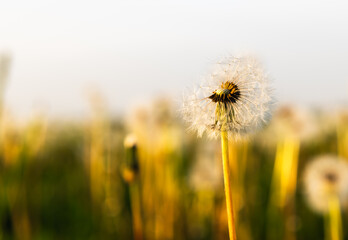 Dandelion field. Spring  in the countryside.Selective focus.