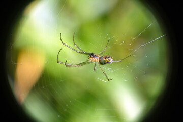 Orchard spider in a web in a field in Cotacachi, Ecuador