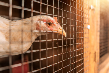 Fighting cock breeder hen locked in a cage in an arena where cockfighting takes place in Leon
