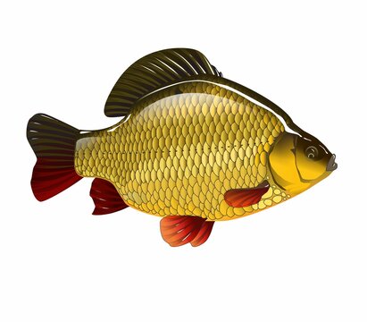 recommend clip art: Raster illustration of golden crucian carp. Isolated realistic freshwater fish (carassius carassius).