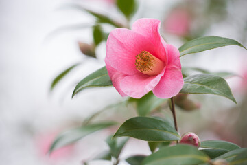 Naklejka na ściany i meble Beautiful pink camellia blossom against a soft, dreamy background in spring 