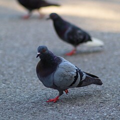Obraz premium Miejskie gołębie spacerują po ścieżce